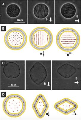 Effects of DC Magnetic Fields on Magnetoliposomes